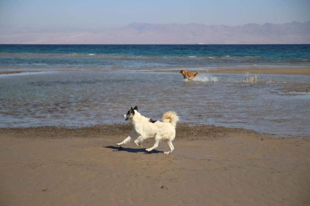 Sebaii Camp السباعى كامب شاطئ الترابين بجوار ويت بالس Hostel Nuweiba Ngoại thất bức ảnh
