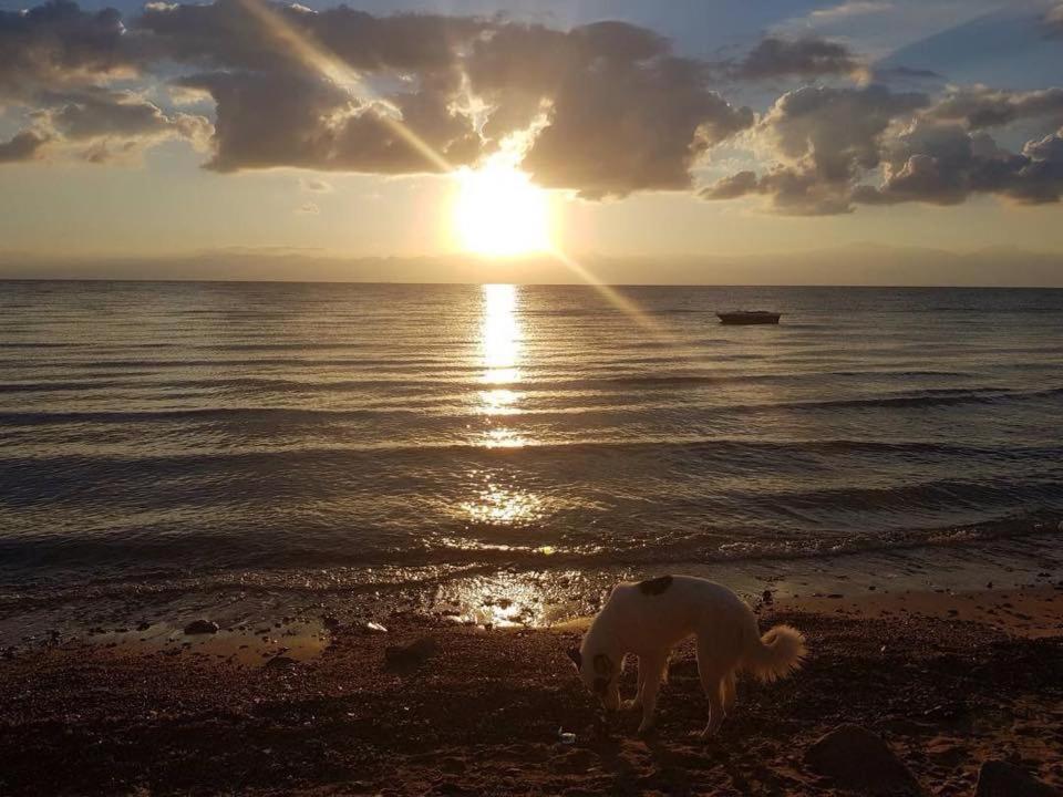 Sebaii Camp السباعى كامب شاطئ الترابين بجوار ويت بالس Hostel Nuweiba Ngoại thất bức ảnh